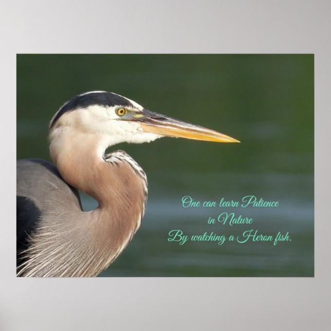 Great Blue Heron Close Up  Poster (Front)