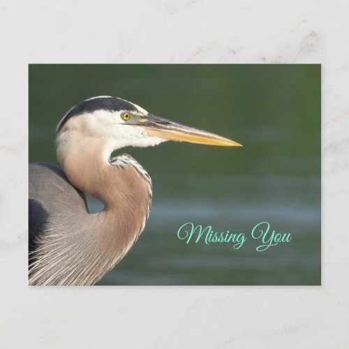 Great Blue Heron Close Up  Poster Postcard