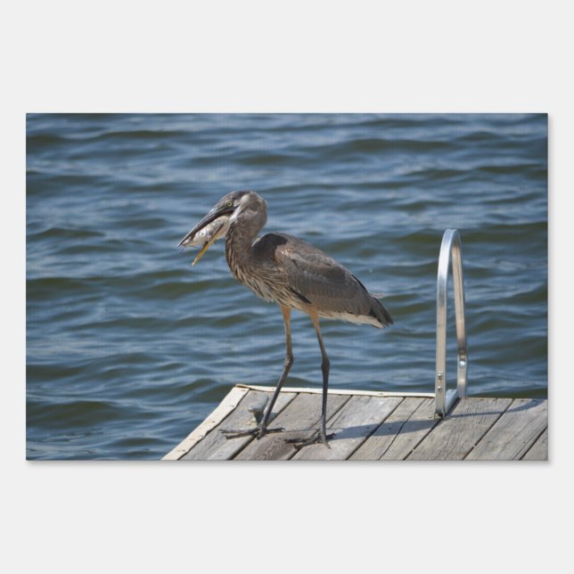 Great Blue Heron Close Up Sign (Front)