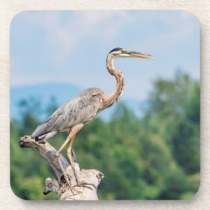 Great Blue Heron Coaster