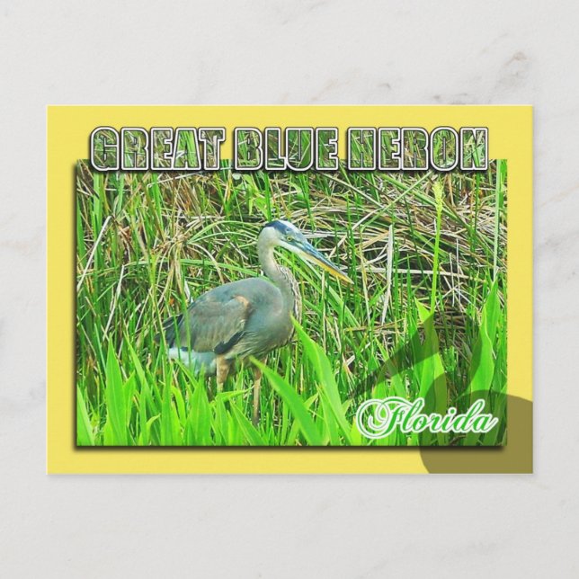 Great Blue Heron, Everglades National Park, FL Postcard (Front)