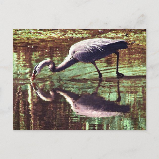Great Blue Heron Fishing Postcard (Front)