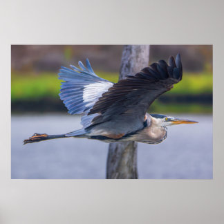Great Blue Heron Flight Print | Wildlife Bird Art