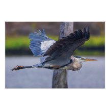 Great Blue Heron Flight Wildlife Bird Photography