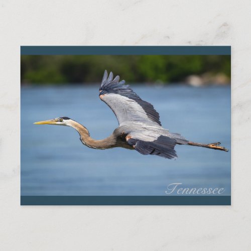 Great Blue Heron flying at the Tennessee river Postcard