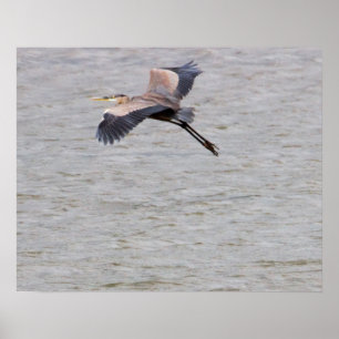 Great Blue Heron Flying Poster