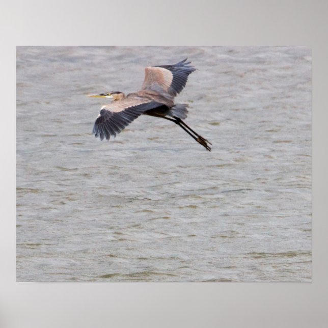 Great Blue Heron Flying Poster (Front)