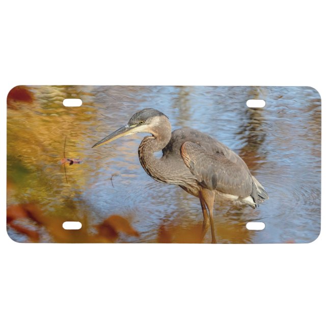 Great Blue Heron framed with fall foliage License Plate (Front)
