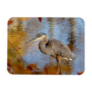 Great Blue Heron framed with fall foliage Magnet
