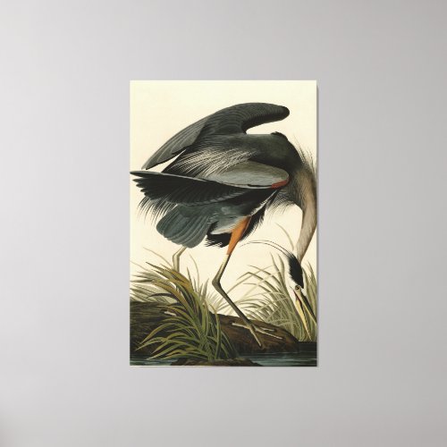 Great Blue Heron from Audubons Birds of America Canvas Print