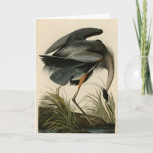 Great Blue Heron from Audubon's Birds of America Card