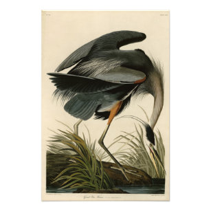 Great Blue Heron from Audubon's Birds of America Photo Print