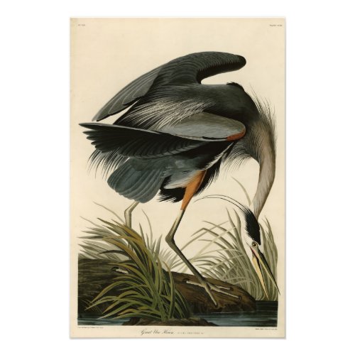 Great Blue Heron from Audubons Birds of America Photo Print