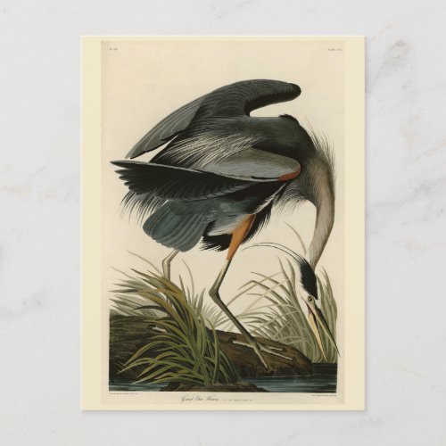 Great Blue Heron from Audubons Birds of America Postcard