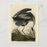 Great Blue Heron from Audubon's Birds of America Postcard