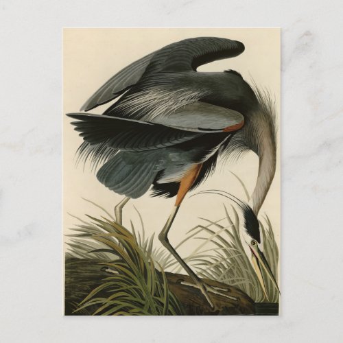 Great Blue Heron from Audubons Birds of America Postcard