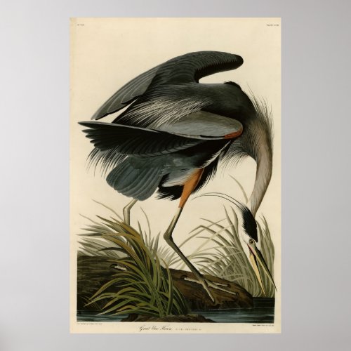 Great Blue Heron from Audubons Birds of America Poster