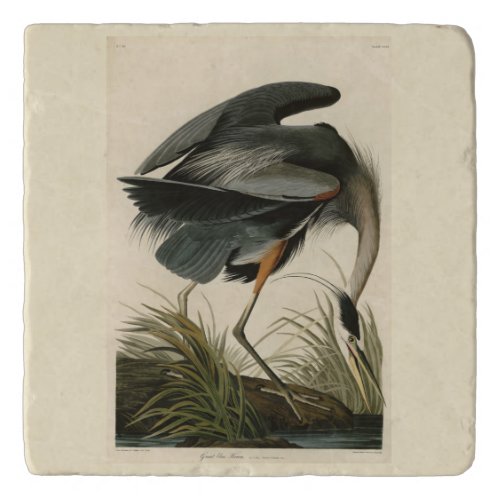 Great Blue Heron from Audubons Birds of America Trivet