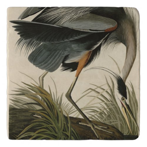 Great Blue Heron from Audubons Birds of America Trivet