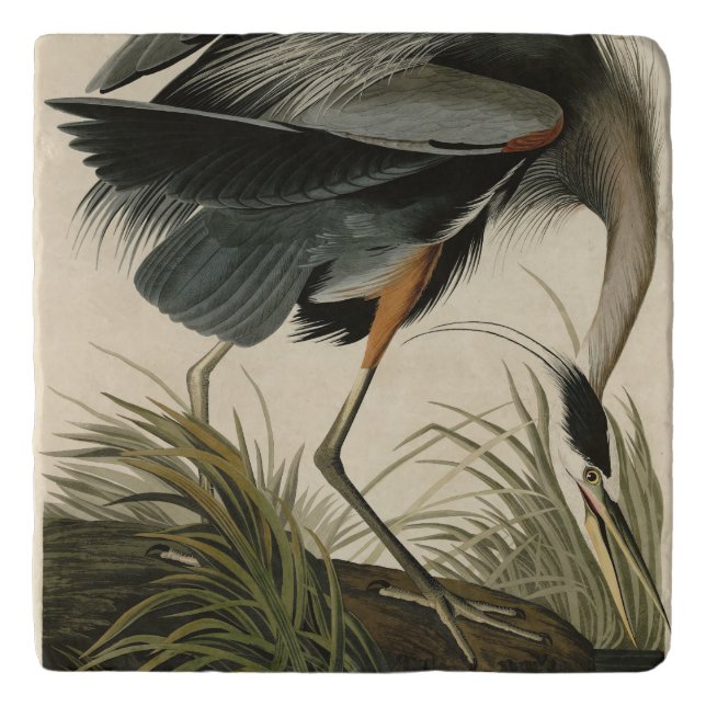 Great Blue Heron from Audubon's Birds of America Trivet (Front)