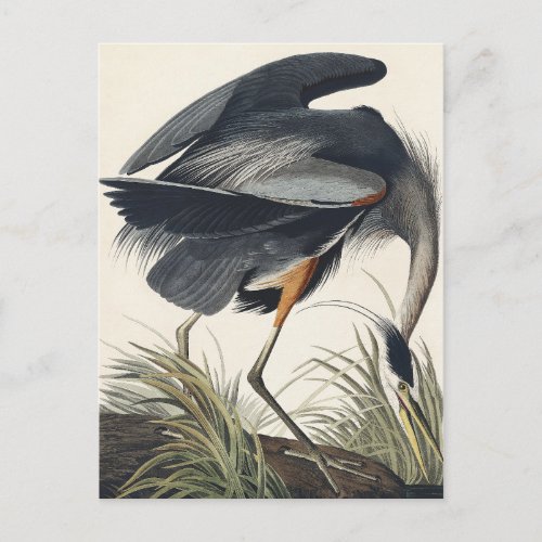 Great Blue Heron from Birds of America Postcard