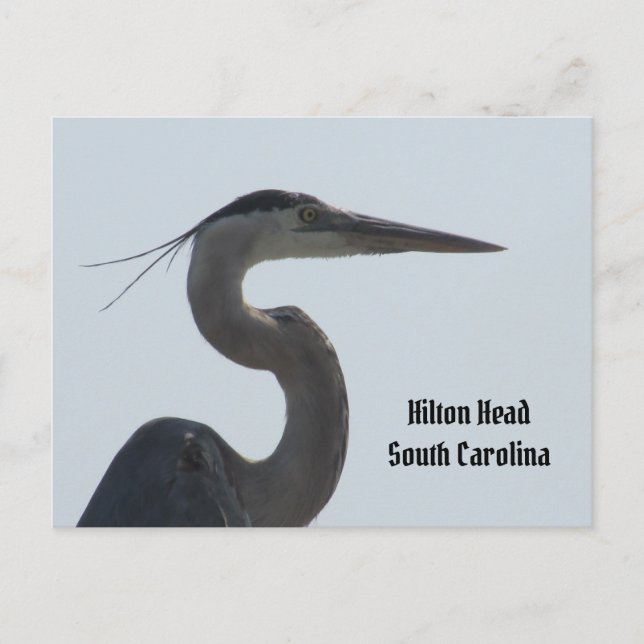 Great Blue Heron Hilton Head SC Postcard (Front)