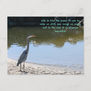 Great Blue Heron Hilton Head Sc With Ocean  Postcard