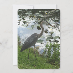 Great Blue Heron Holiday Card