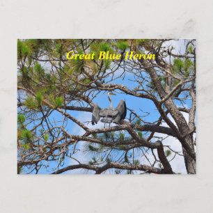 Great Blue Heron Holiday Postcard