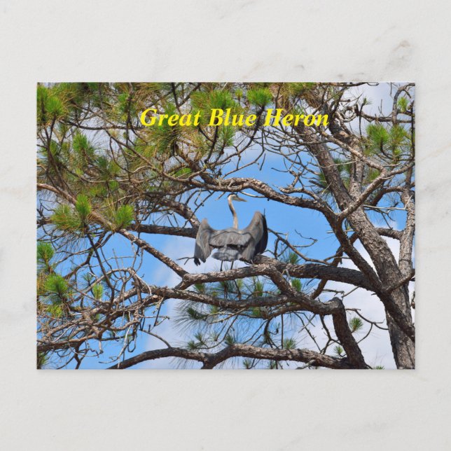 Great Blue Heron Holiday Postcard (Front)