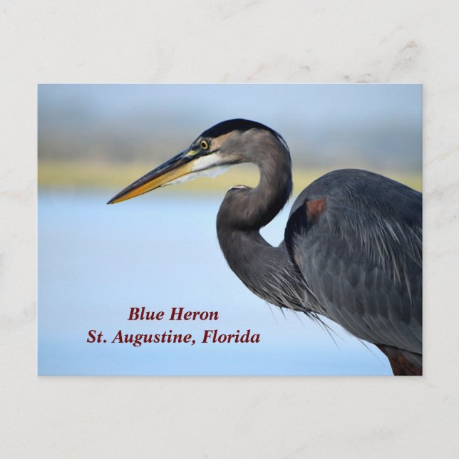 Great Blue Heron Holiday Postcard (Front)
