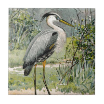 Great Blue Heron Illustration