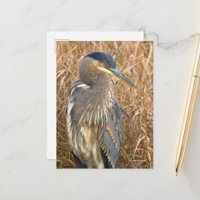 Great Blue Heron in a Field of Golden Reeds Postcard (Front/Back In Situ)