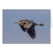 Great Blue Heron in flight (Front Horizontal)