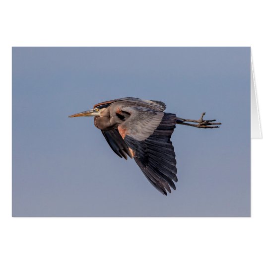 Great Blue Heron in flight (Front Horizontal)