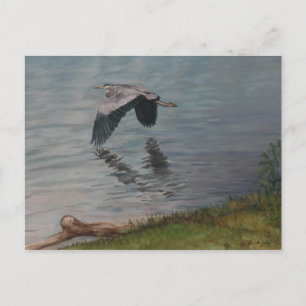 Great Blue Heron in Flight Bird Art Postcard