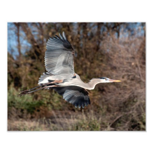 Great Blue Heron in flight Photo Print