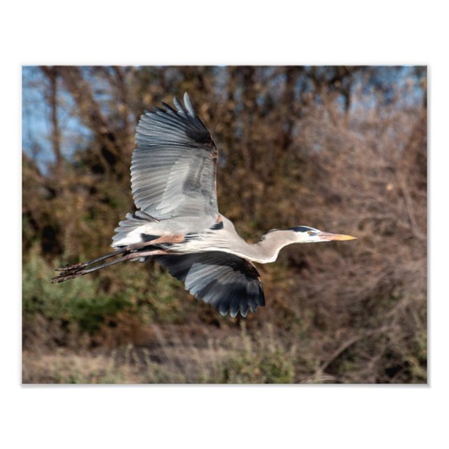 Great Blue Heron in flight Photo Print (Front)