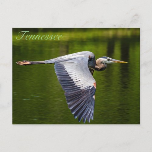 Great Blue Heron in flight postcard