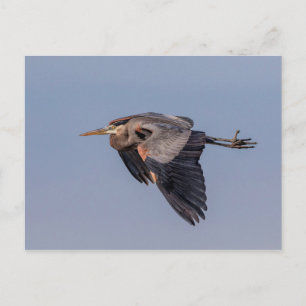 Great Blue Heron in flight Postcard