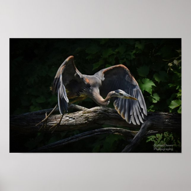 Great Blue Heron in Flight Poster (Front)
