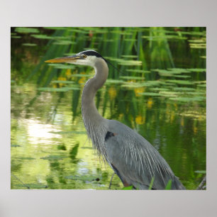 Great Blue Heron In pond- Green Poster
