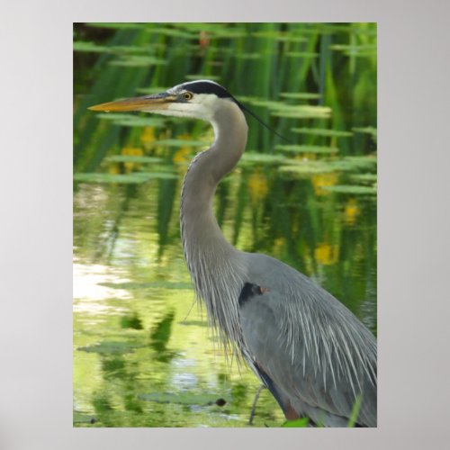 Great Blue Heron In pond Poster