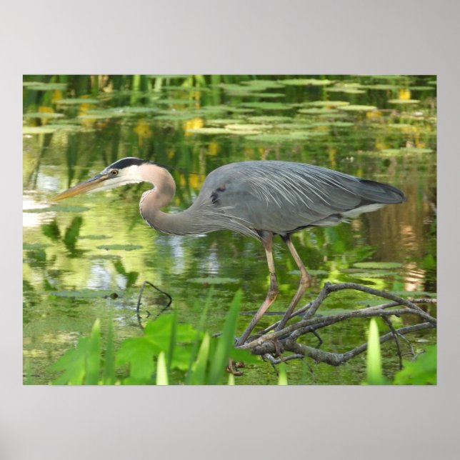 Great Blue Heron In pond-  Poster (Front)