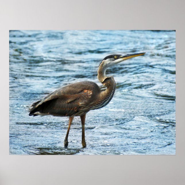 Great Blue Heron in the Blue Water  Poster (Front)