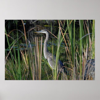 Great Blue Heron in the Everglades Grass Poster