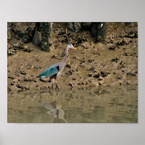Great Blue Heron in the Mud Poster