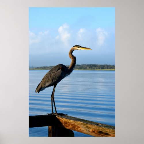 Great Blue Heron in the wild Poster
