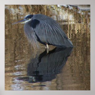 Great Blue Heron in Water Poster