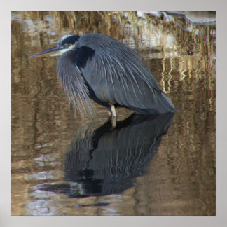 Great Blue Heron in Water Poster